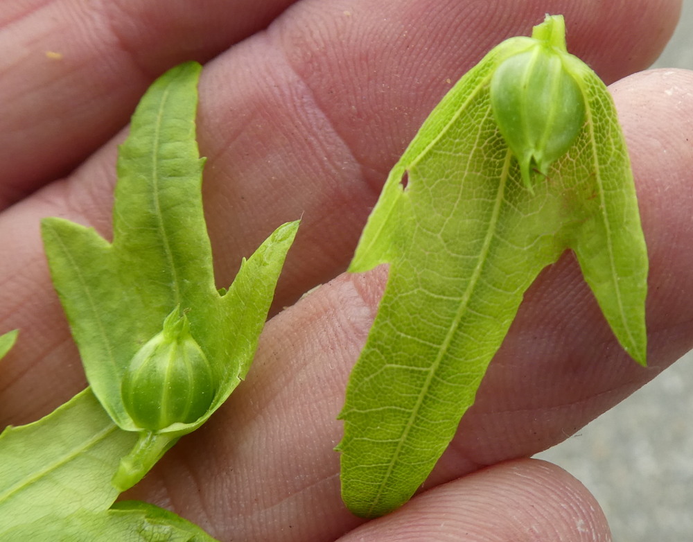 Carpinus betulus / Carpino bianco